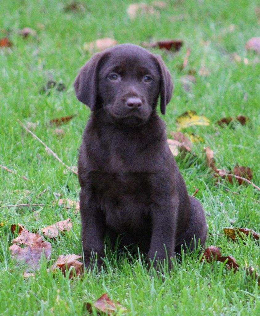 Labrador pup, België, Reu, CDV (hondenziekte), 8 tot 15 weken