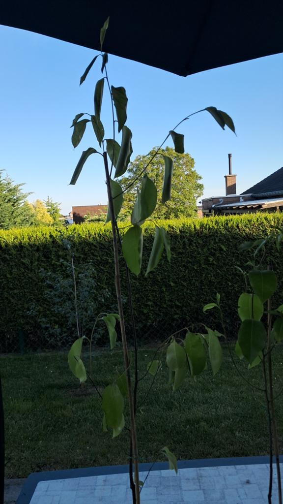 Inheemse vogelkers in pot, Enlèvement