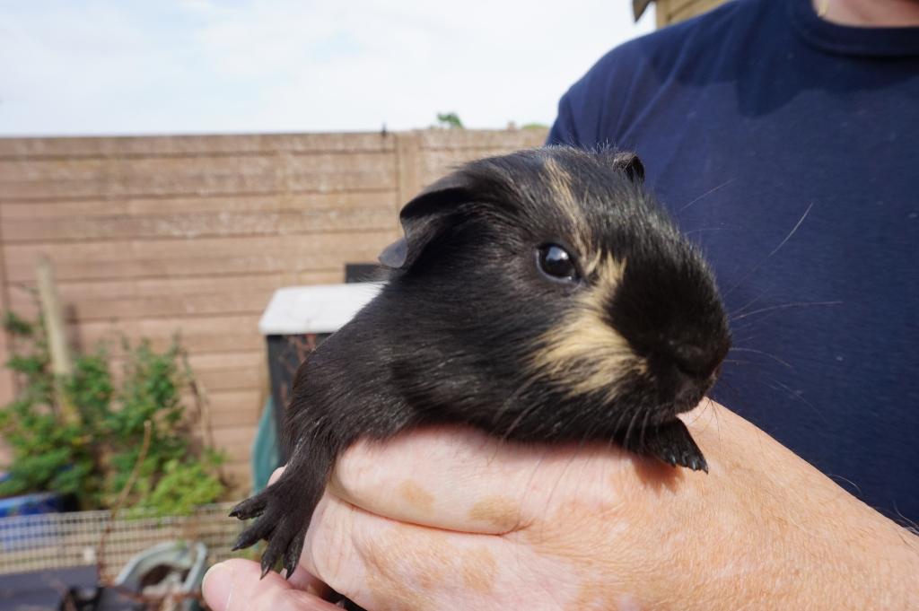 Gladhaar cavia beer, Cavia, April, Mannelijk, Tam
