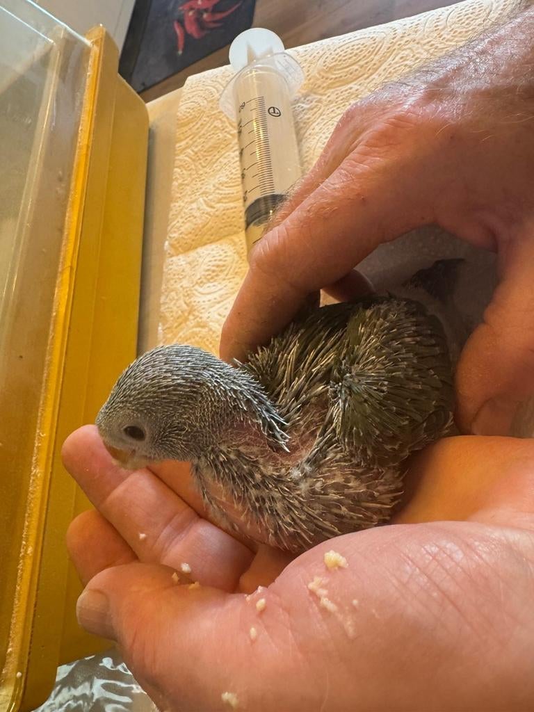 Jonge halsbandparkiet, Dieren en Toebehoren
