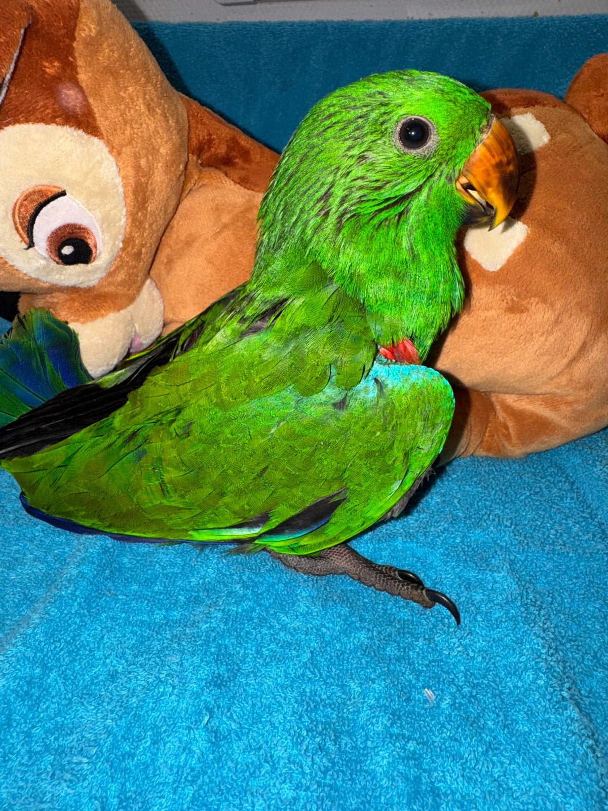Perroquet rouge super docile, jeune Eclectus, Perroquet, Parleur