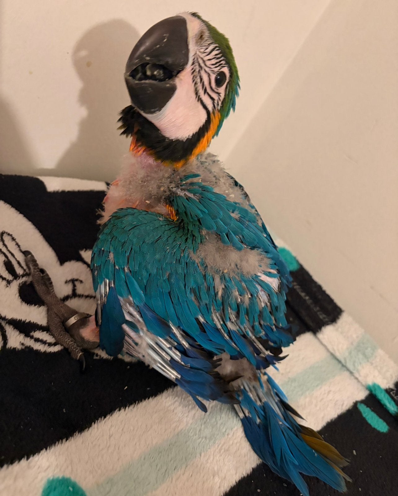 Blauw gele ara baby 2026, Dieren en Toebehoren, Papegaai, Tam