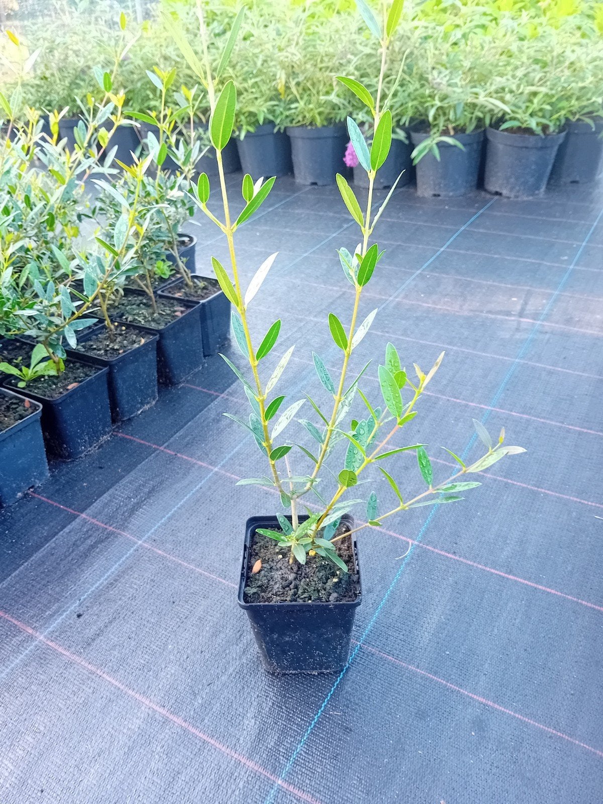 Phillyrea Angustifolia, Tuin en Terras, Ophalen