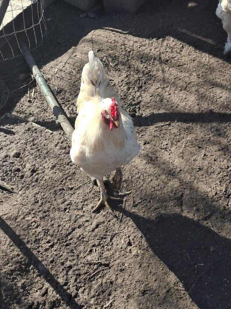 Witte hanen, Dieren en Toebehoren, Pluimvee