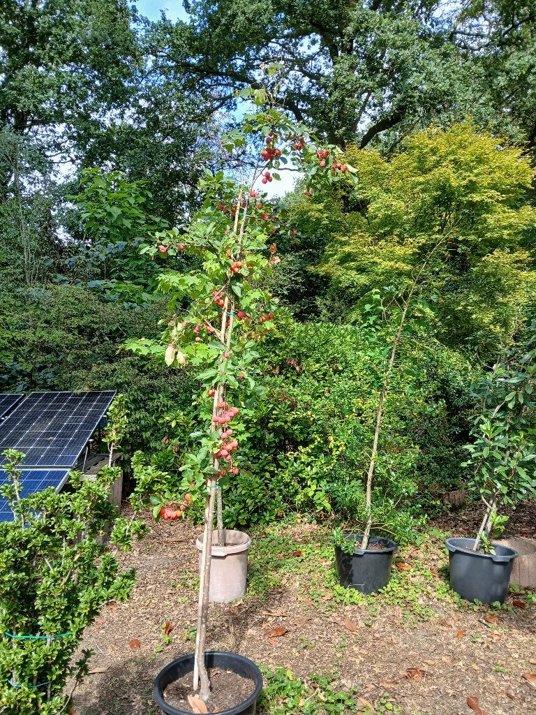 sierappelboom, Jardin & Terrasse, Enlèvement, Autres espèces, 100 à 250 cm