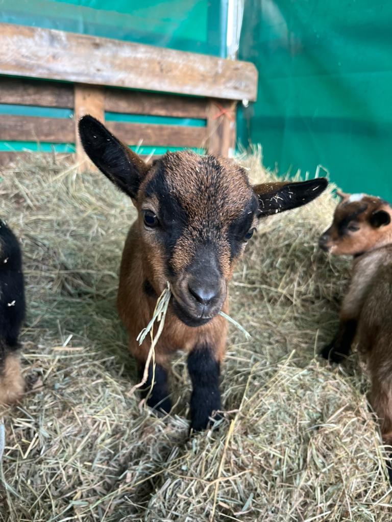 Tam jong mieke met belletjes, Dieren en Toebehoren, Vrouwelijk, Geit, 0 tot 2 jaar