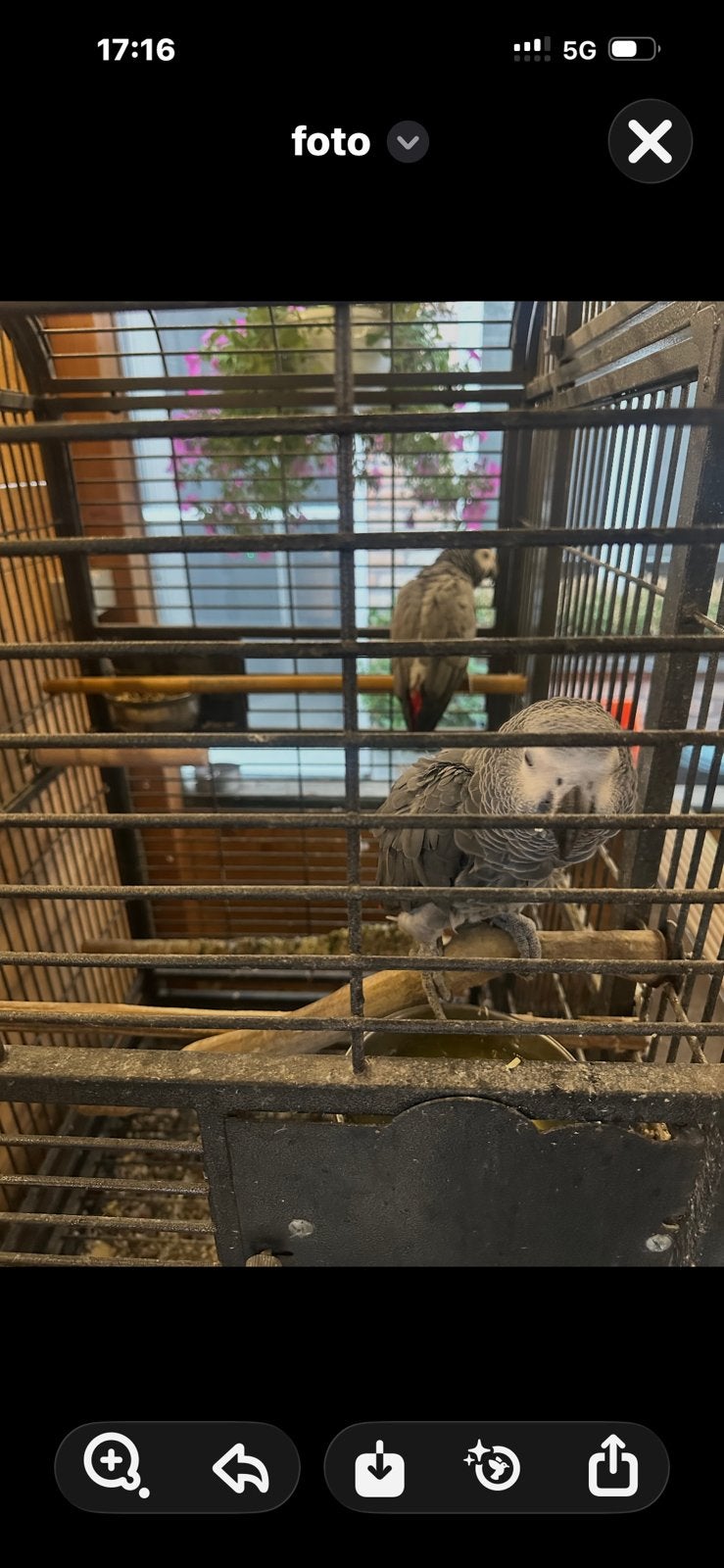 Koppel roodstaartpapegaaien met eitjes en kooi, Plusieurs animaux, Perroquet, Parleur