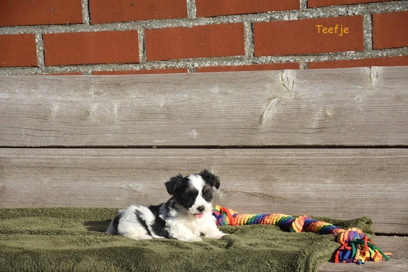 Prachtige Biewer Terriër Yorkshire pupjes, Plusieurs, Jack Russel Terrier, Hépatite contagieuse (maladie de Rubarth), Belgique