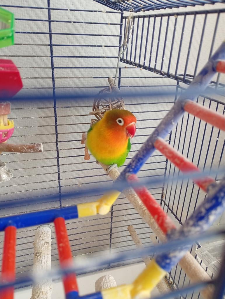 Handtamme fisheri inclusief kooi, Dieren en Toebehoren, Vogels | Parkieten en Papegaaien, Geslacht onbekend, Dwergpapegaai of Agapornis