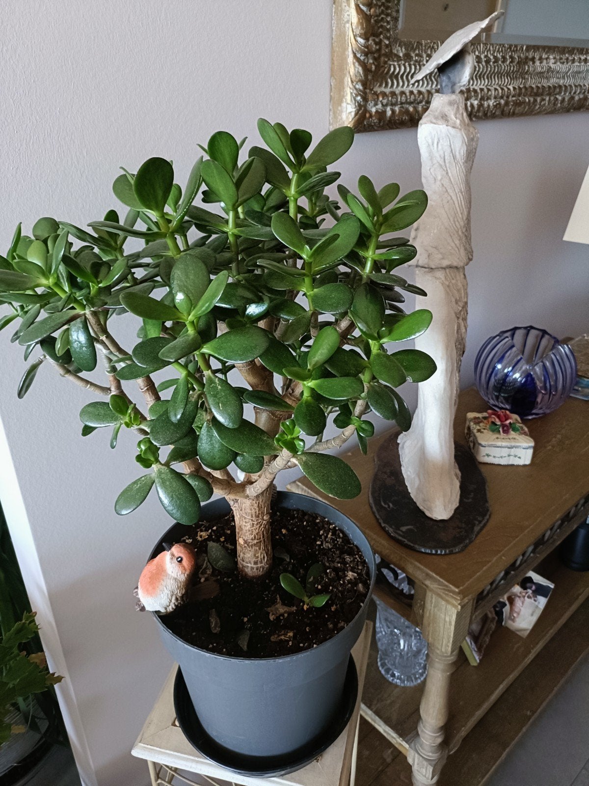 plante Jade, Enlèvement, Plante fixe, Autres espèces, Mi-ombre