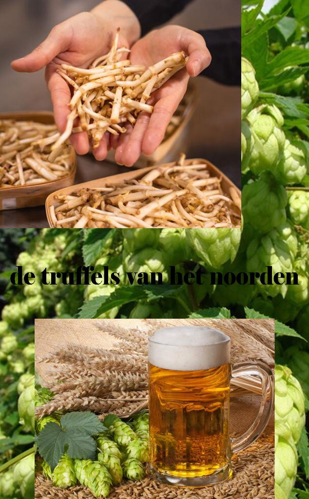 ‘De Truffels van het Noorden’ Humulus planten, Tuin en Terras, Planten | Bomen, Overige soorten, 250 tot 400 cm, Halfschaduw, Zomer