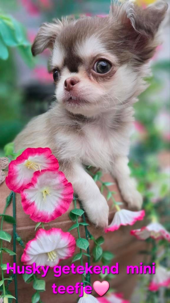 Prachtige langharige chihuahua pups, Parvo, België, Fokker | Hobbymatig, 8 tot 15 weken