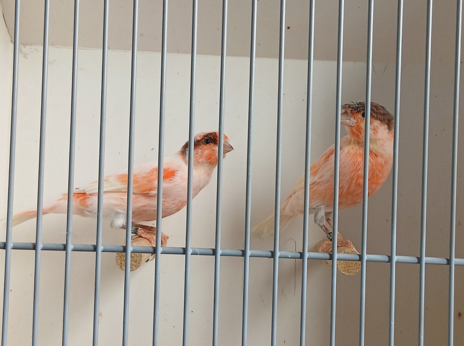 Harlekijn kanaries, Dieren en Toebehoren