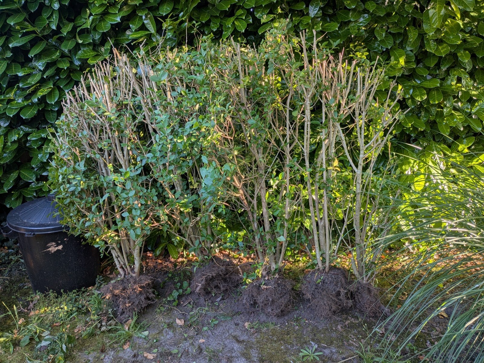 Gratis Struik - 5 planten, Tuin en Terras, Planten | Struiken en Hagen, Struik, Ophalen