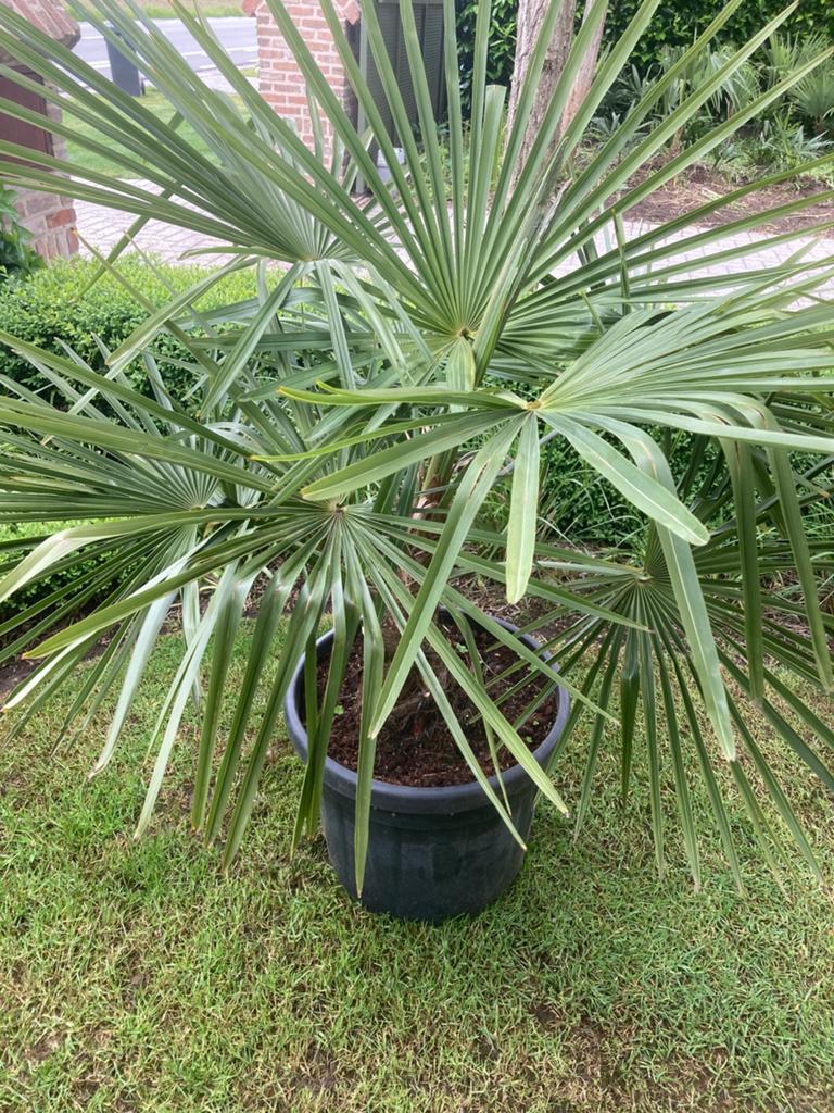 Trachycarpus F.  winterhard, Tuin en Terras, Planten | Bomen, Ophalen, In pot, Palmboom