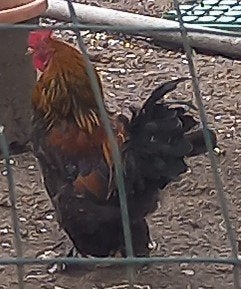 Brahma kriel haan roodpatrijs, Mâle, Poule ou poulet