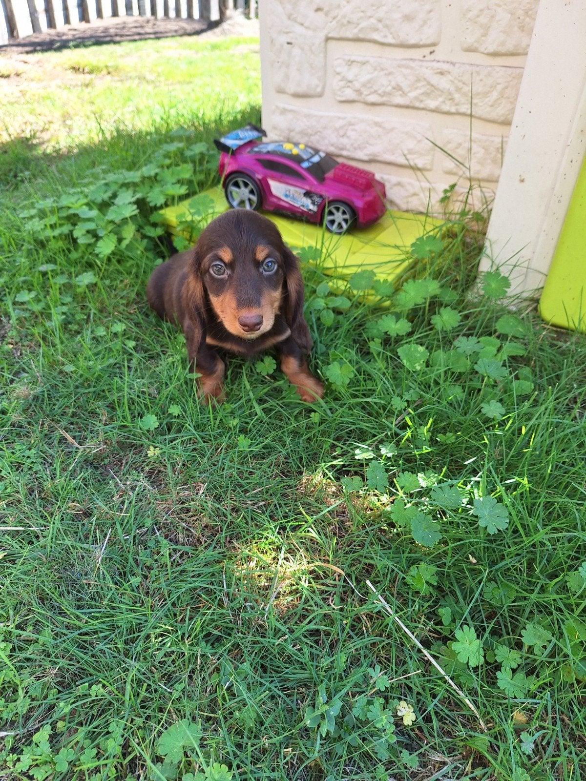 Langharige dwergteckel pups, Animaux & Accessoires, Maladie de Carré (chiens), Belgique, Poils longs, Plusieurs