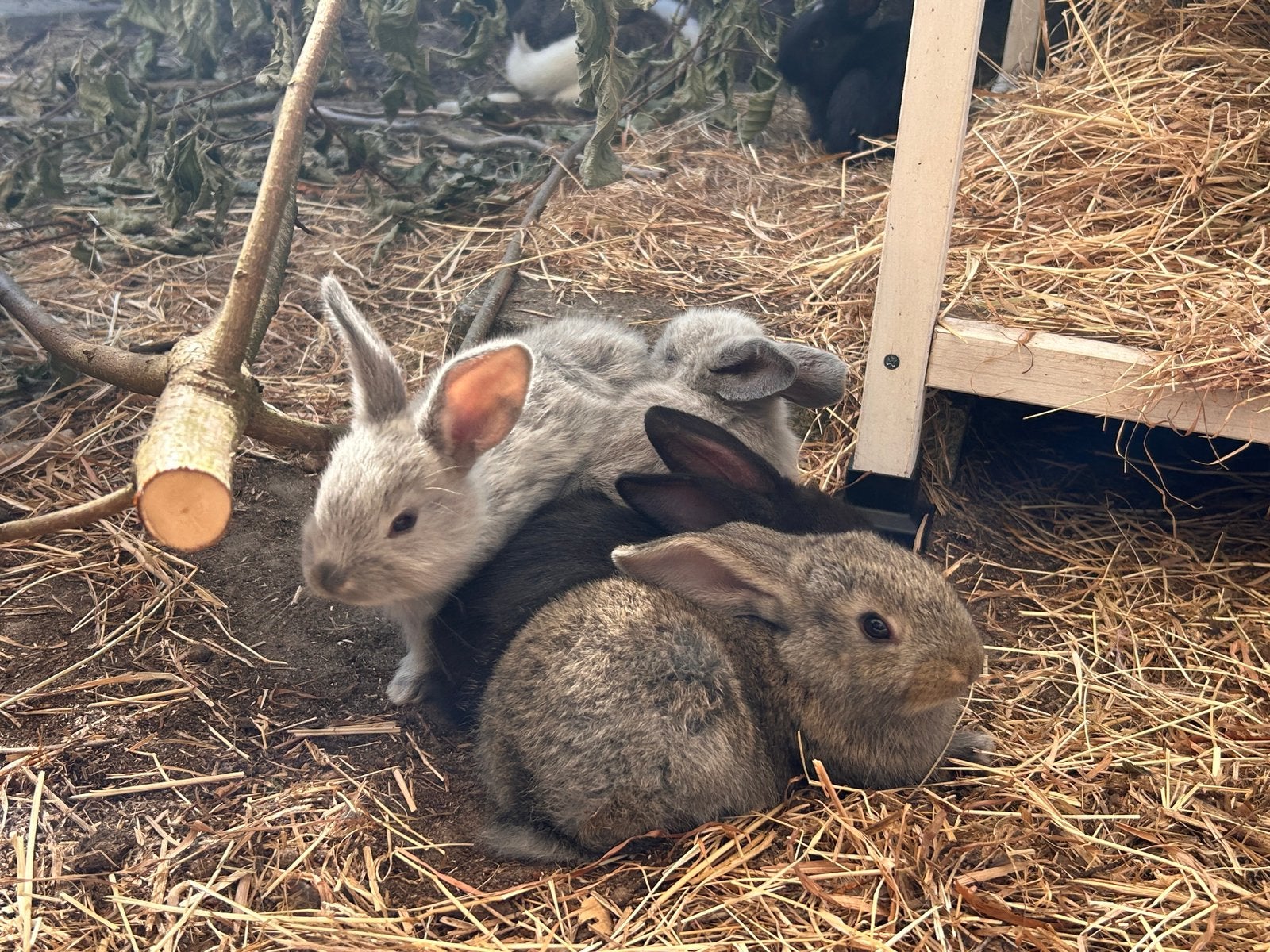 Vlaamse reusjes konijn, Dieren en Toebehoren, Konijnen, Meerdere dieren, Groot, 0 tot 2 jaar