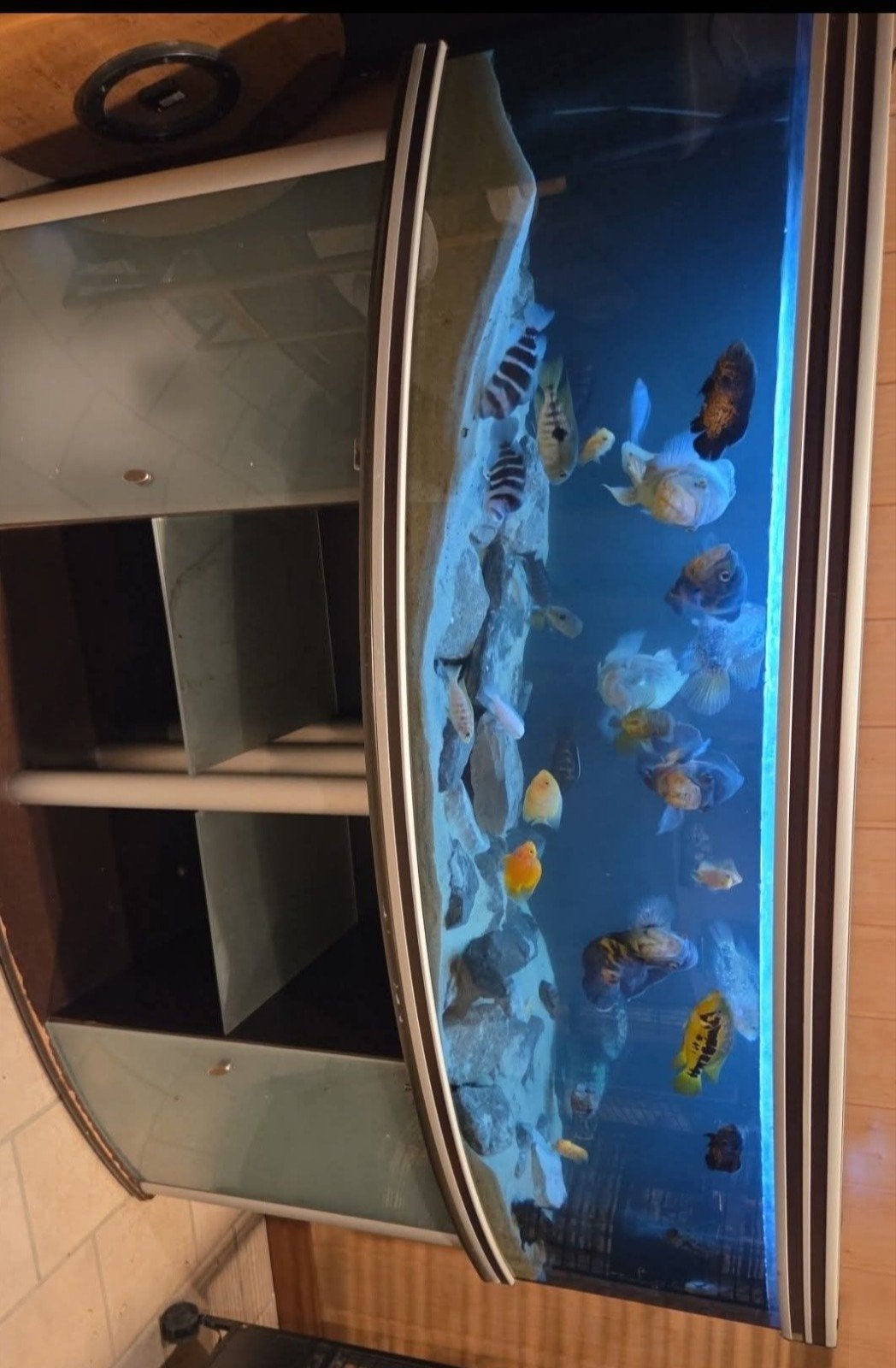 Aquarium, Dieren en Toebehoren, Vissen | Aquariumvissen