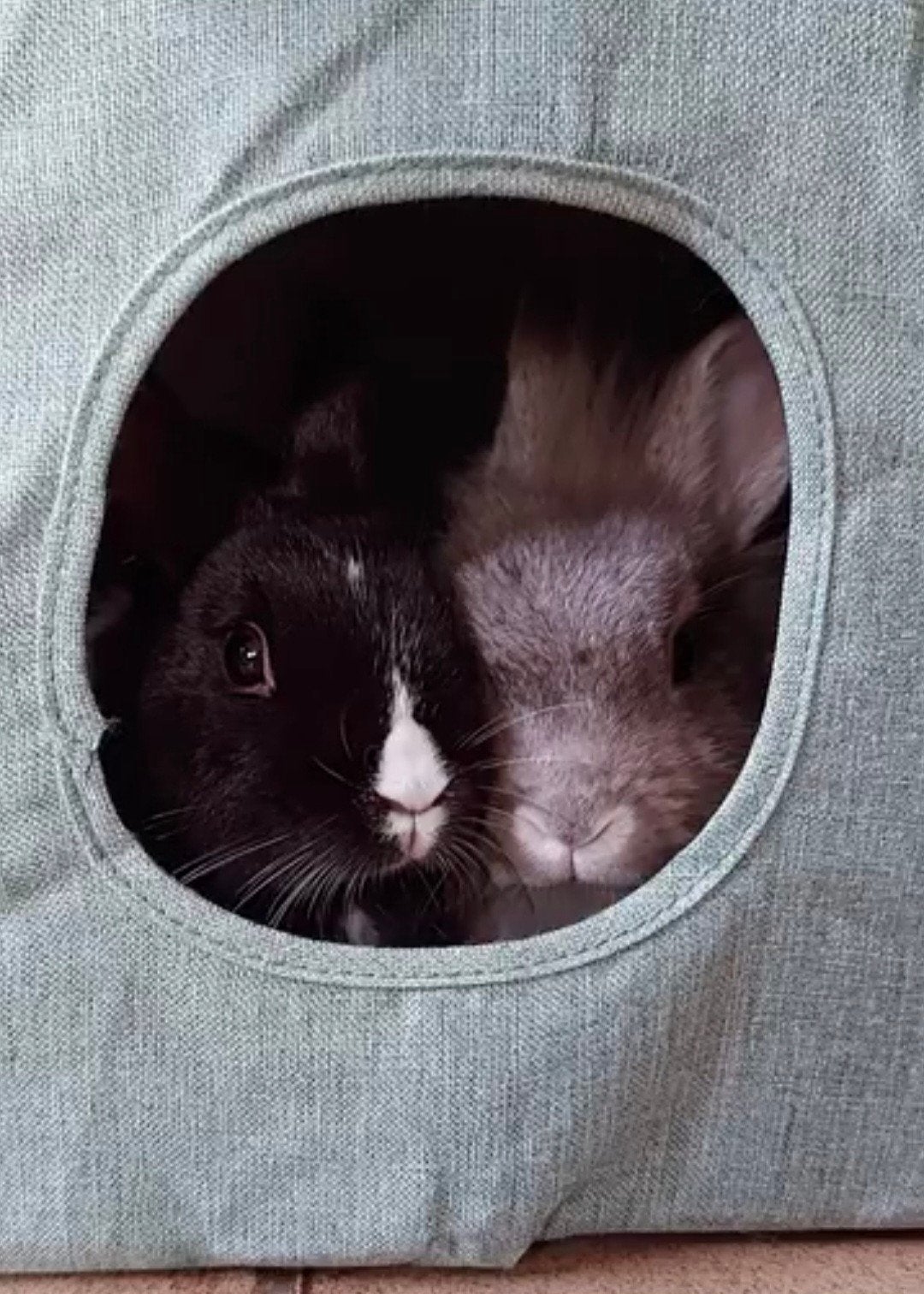 Twee voedsters, Dieren en Toebehoren, Konijnen