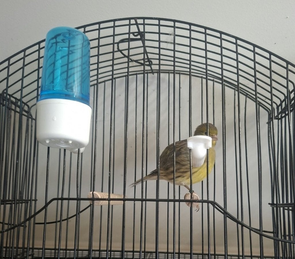 Fife Fancy kanarie met TT kwaliteiten, Plusieurs animaux, Canari de posture