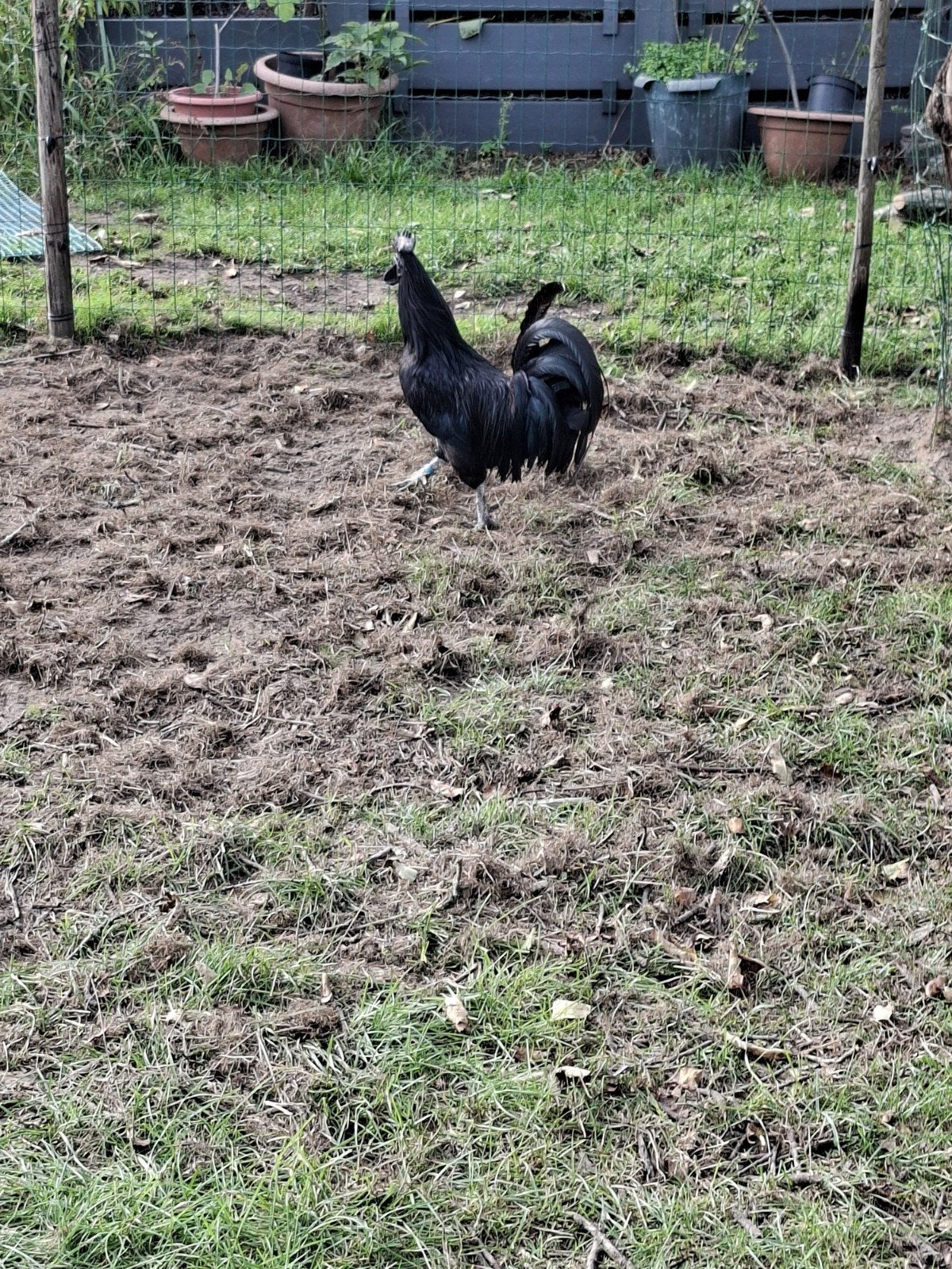 ayam cement kippen, Mannelijk, Kip