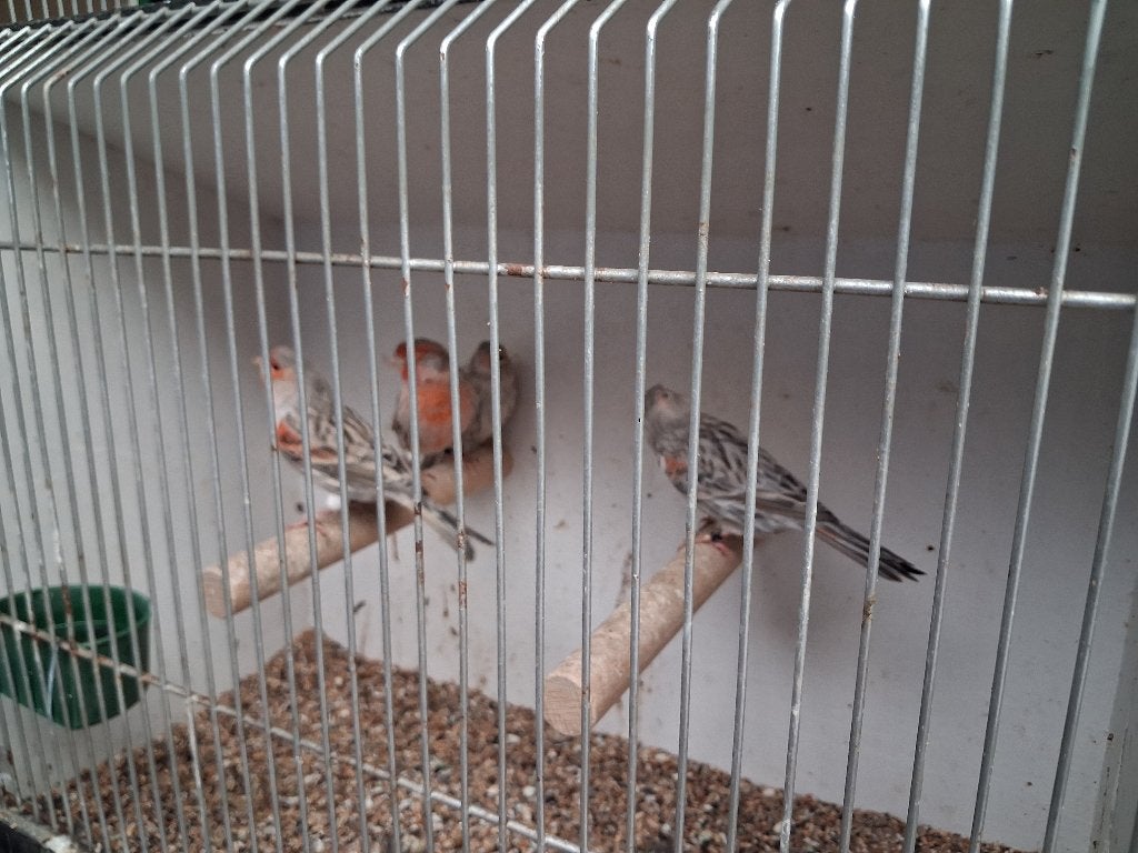 Rood mozaiëk kanaries, Dieren en Toebehoren, Meerdere dieren, Kleurkanarie