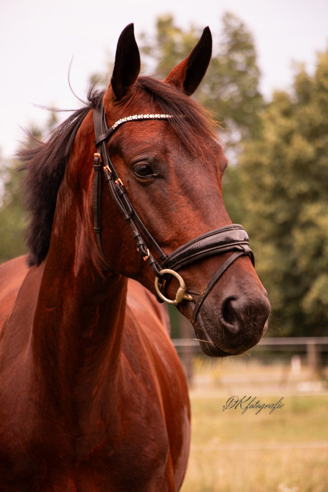 Lieve 5 jarige Ruin