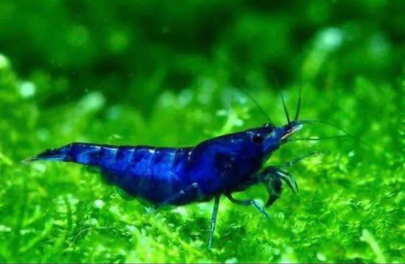 Blue velvet garnalen