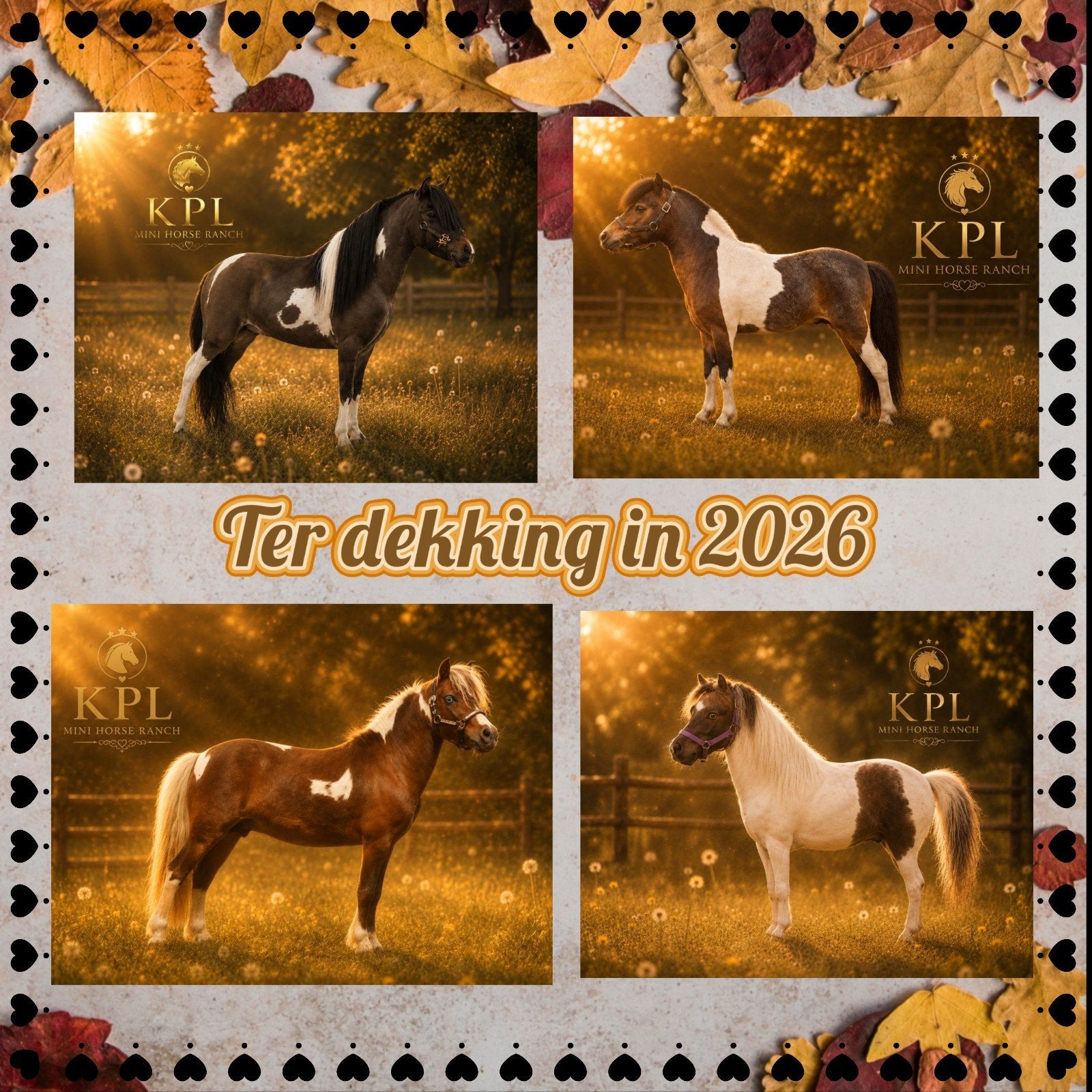 Enkele dekkingen beschikbaar van onze 4 minipaard hengsten., Meerdere dieren