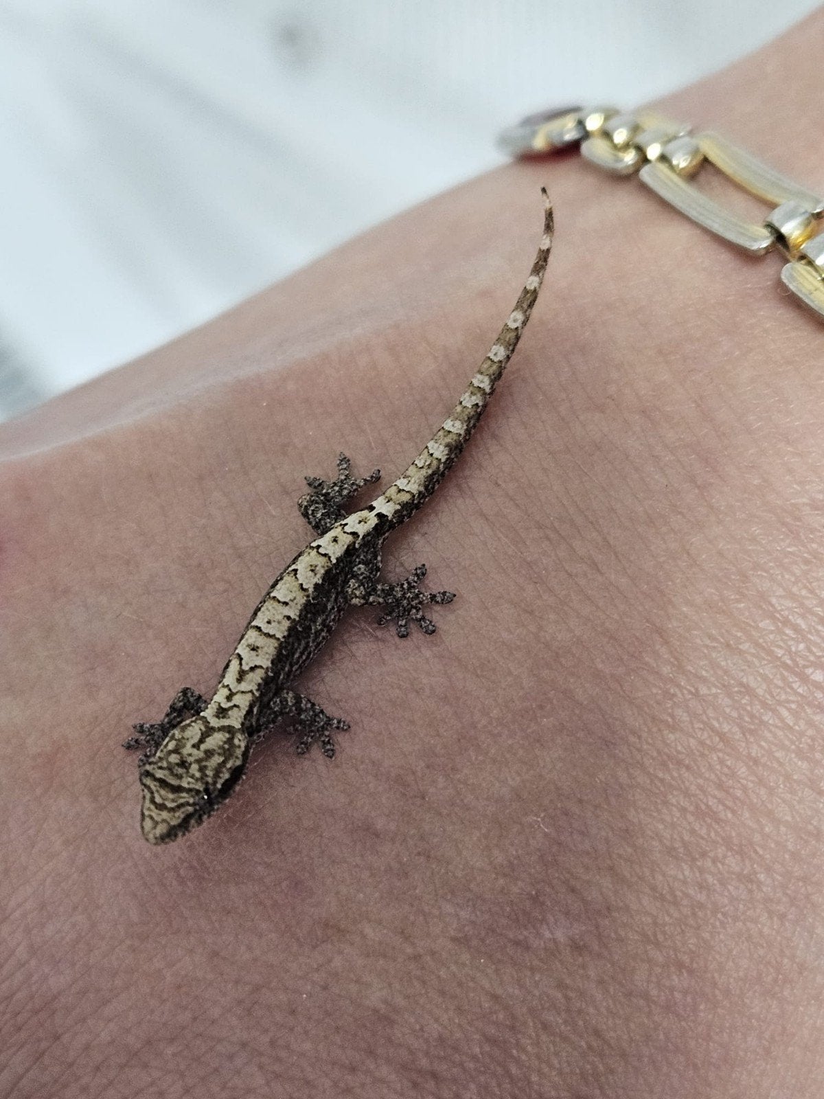 rouwgekko, Dieren en Toebehoren, 0 tot 2 jaar