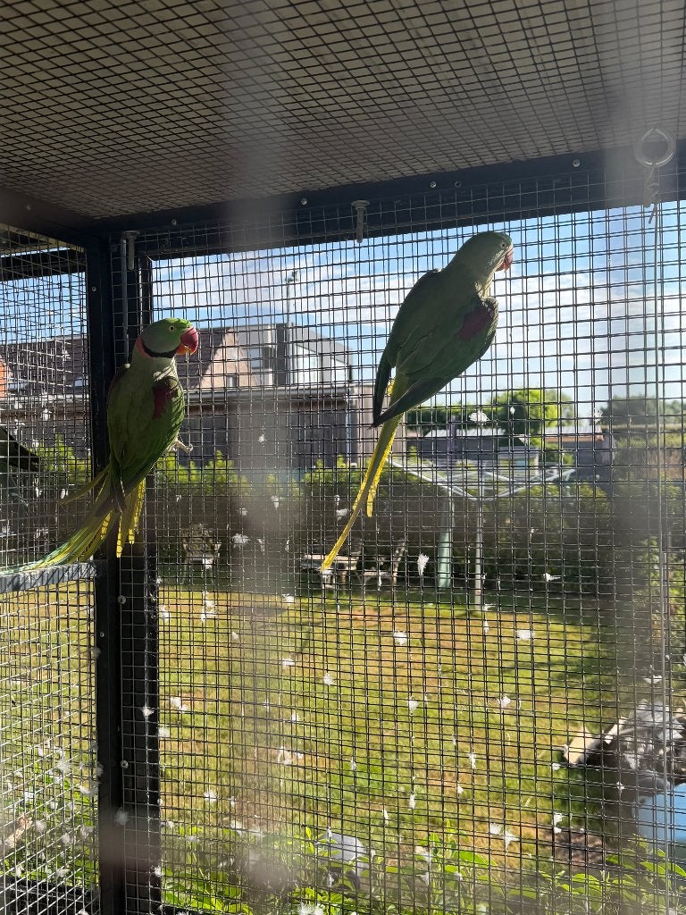 Alexanderparkiet bewezen koppel, Plusieurs animaux, Perruche