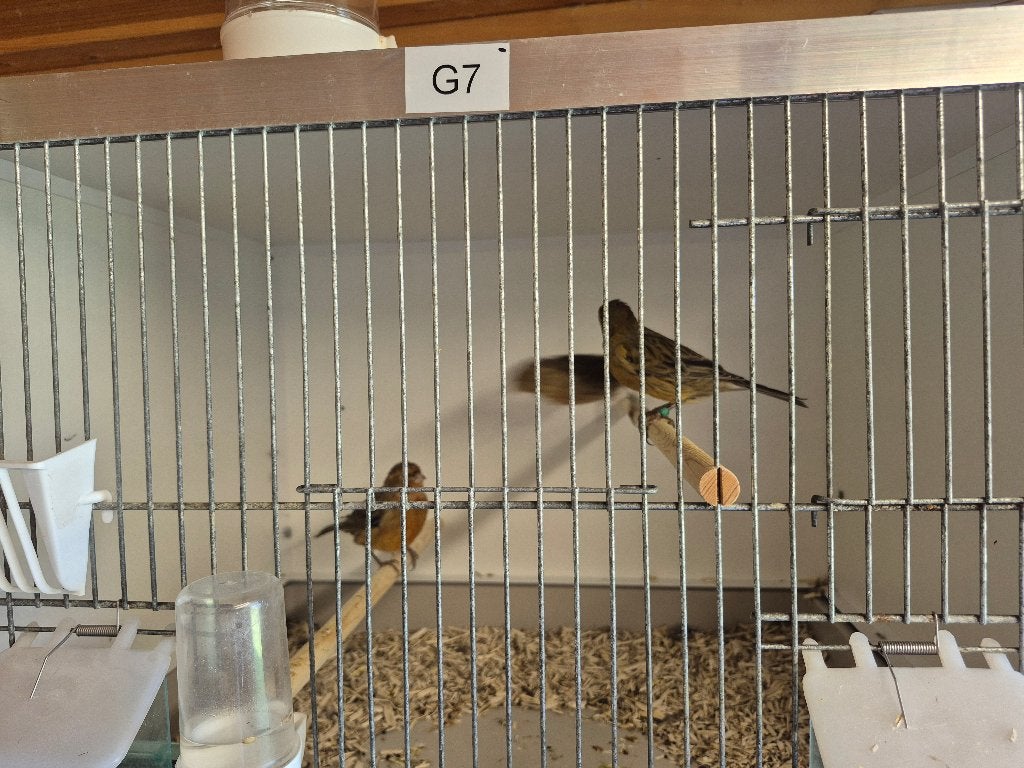 kanarie, Animaux & Accessoires, Oiseaux | Canaris, Plusieurs animaux, Canari de couleur