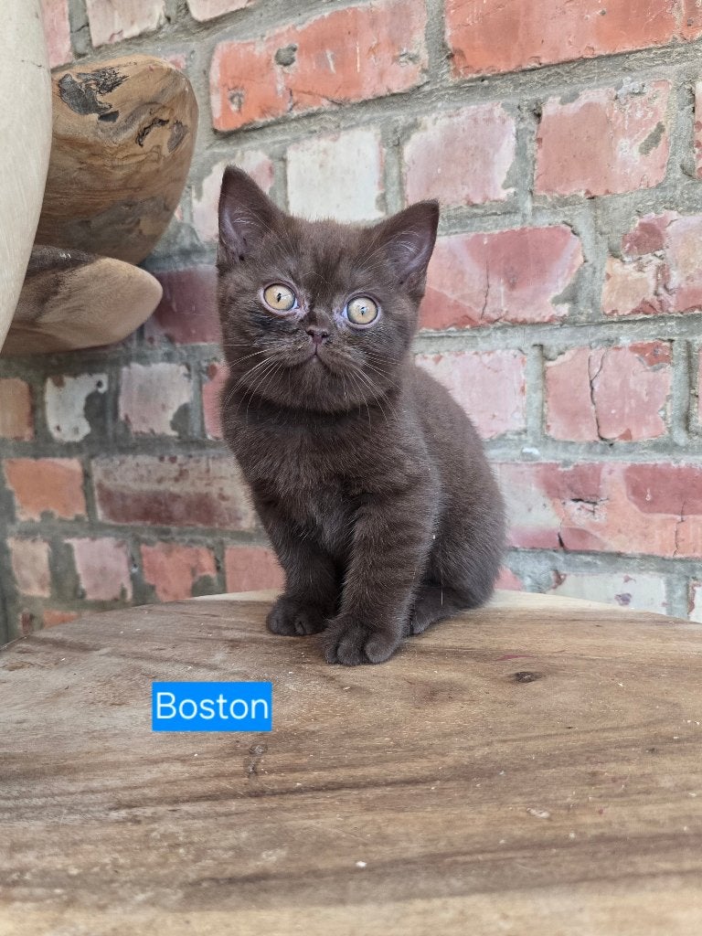 British Shorthair chocolat/noir/bleu, Chat, Avec pedigree, 0 à 2 ans