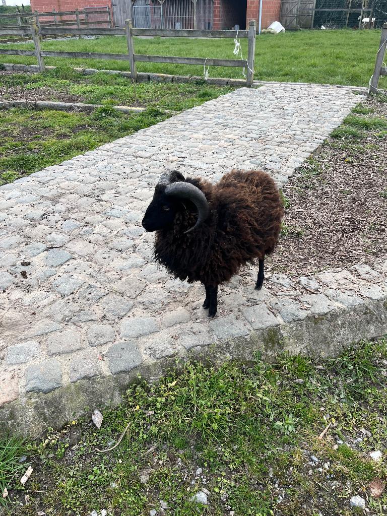 Ouessant schaap ram, Mannelijk, Schaap, 0 tot 2 jaar
