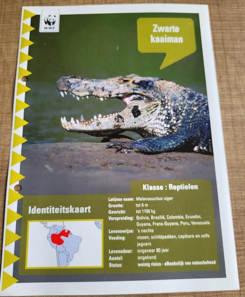 WWF fotokaart: zwarte kaaiman, 1980 tot heden, Ophalen of Verzenden, Zo goed als nieuw, Dier