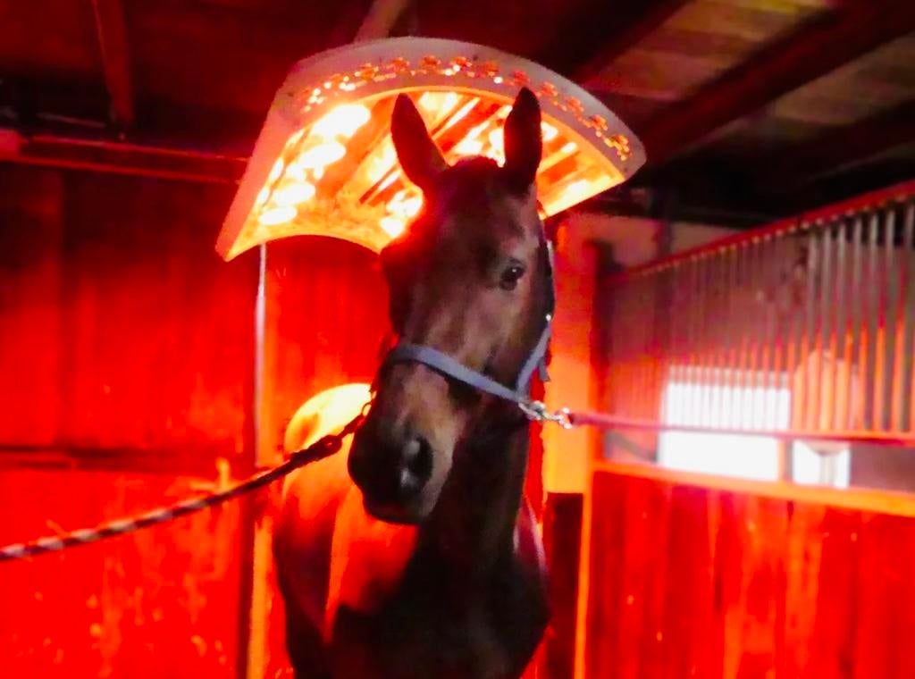 Solarium, Paardensolarium met ventilator en lift (8 lampen), Dieren en Toebehoren, Ophalen of Verzenden