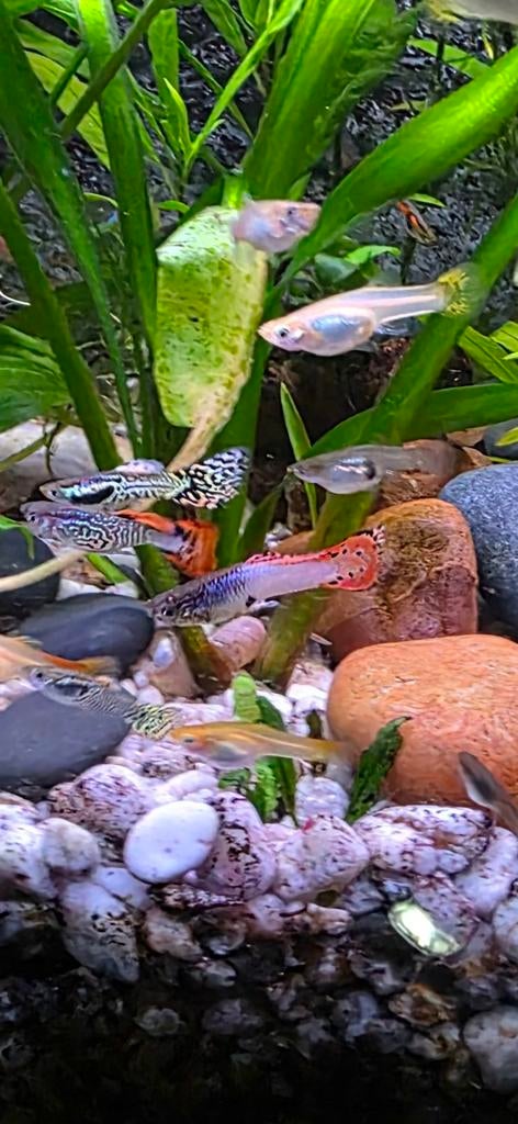 Guppy's, Dieren en Toebehoren, Vissen | Aquariumvissen