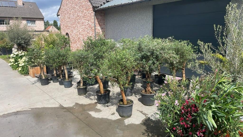 ‼️olijfbomen olea europaea aan stuntprijzen ‼️, Enlèvement