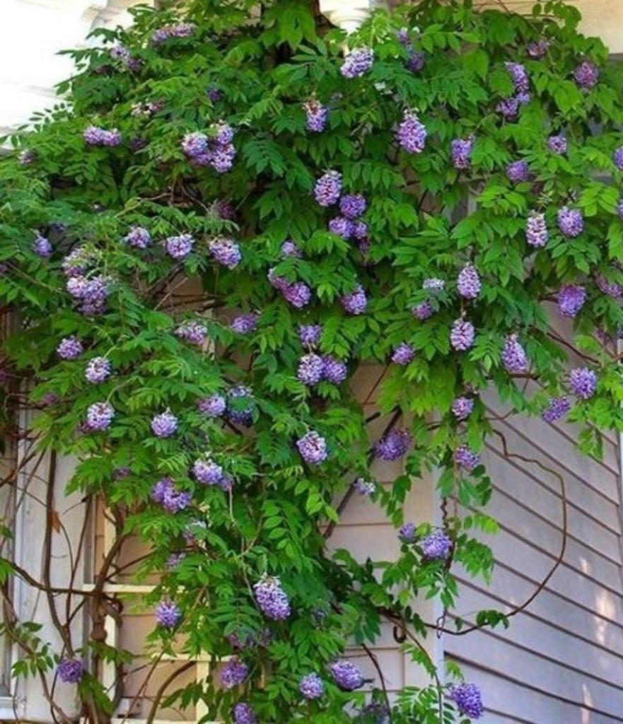 Glycine, Enlèvement