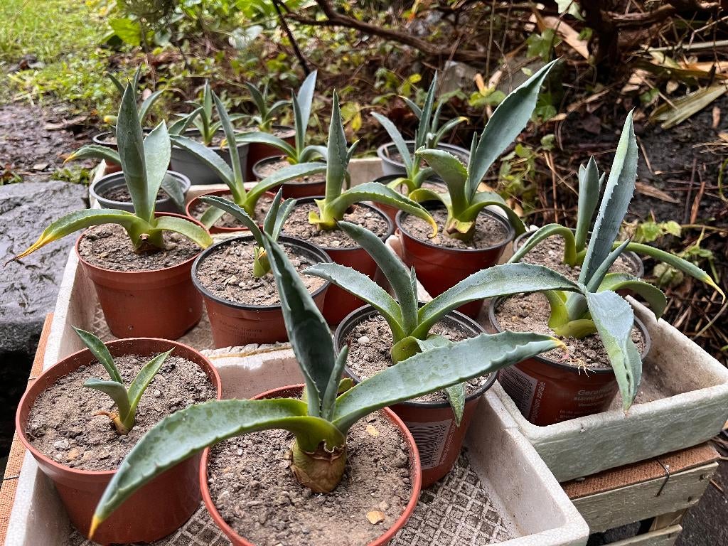 plante grasse Agave, Volle zon, Vaste plant, Bloeit niet, Ophalen
