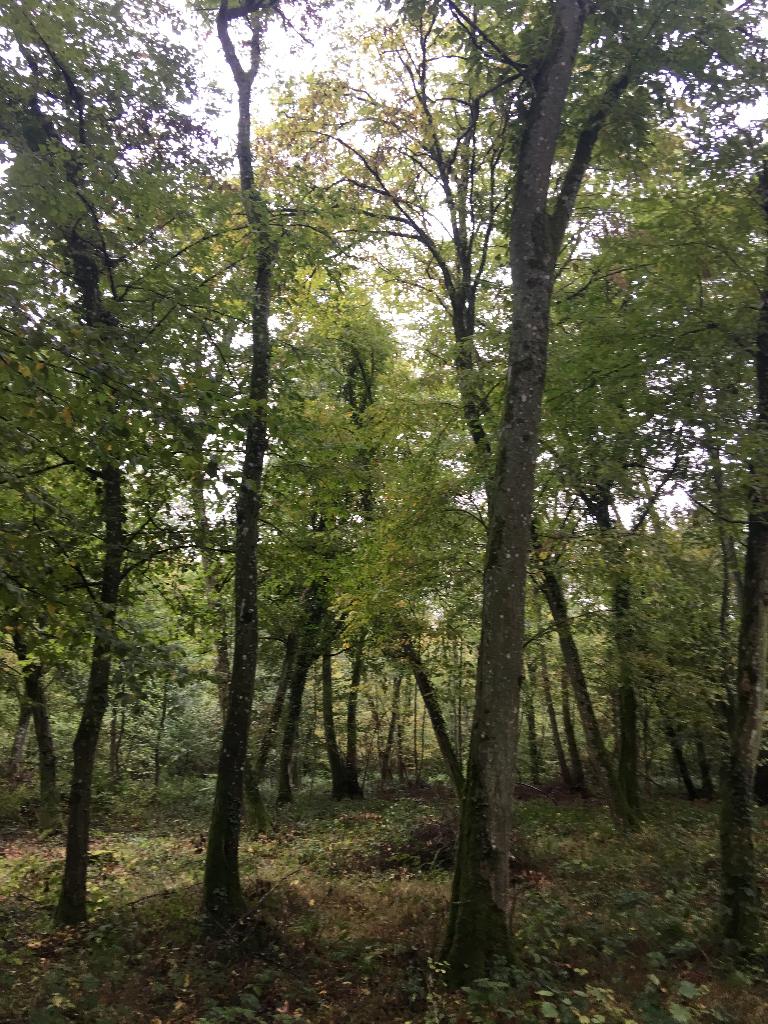 Vend forêt Est de metz , 17 hectares de chêne et hêtre, Charleville sous bois, 1500 m² ou plus