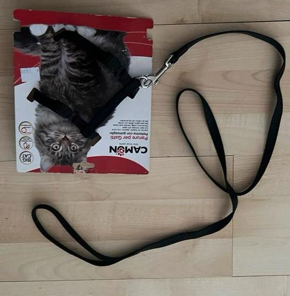 Leiband kat, Dieren en Toebehoren, Ophalen of Verzenden, Nieuw