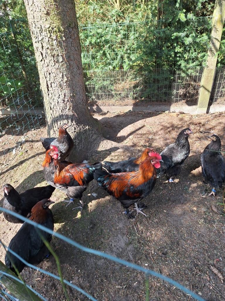 Broedeieren van marans zwart koperhals