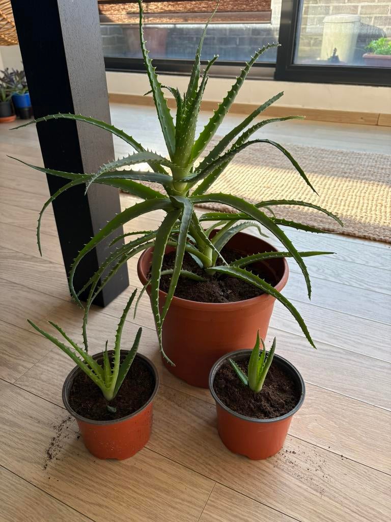 Aloe Vera Candelabra, Vetplant, Minder dan 100 cm, Groene kamerplant, Halfschaduw