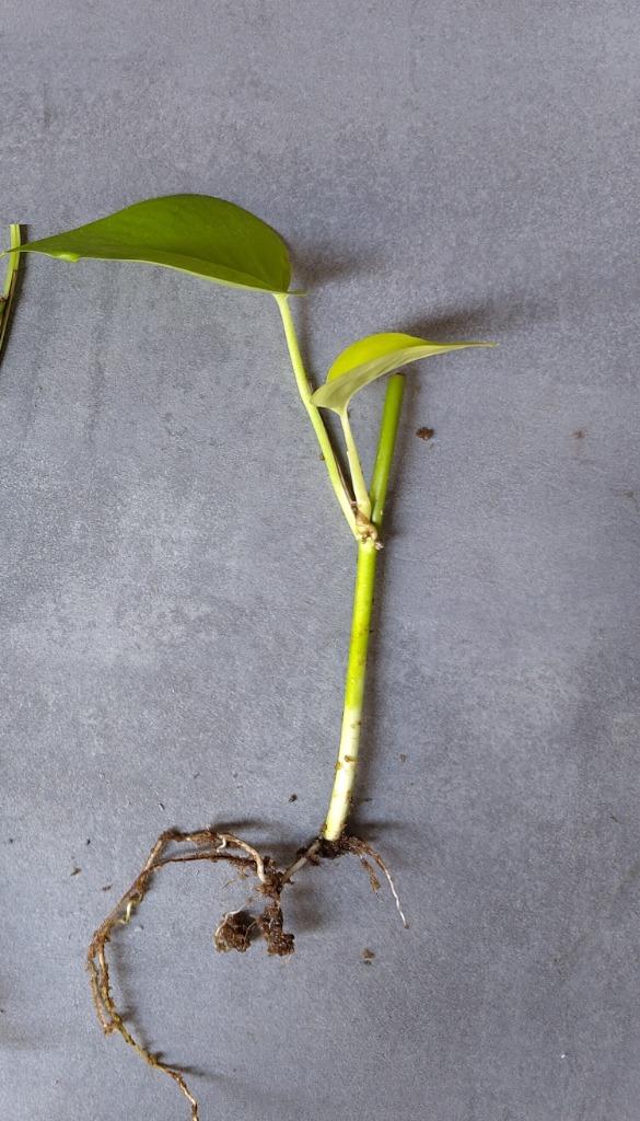geworteld Epipremnum pinnatum golden pothos stekje, Huis en Inrichting, Kamerplanten, Overige soorten, Minder dan 100 cm, Groene kamerplant