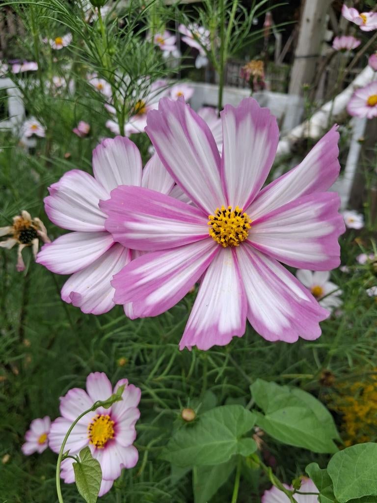 Biologische Cosmos bipinnatus 'Picotée' Zaden, Ophalen of Verzenden