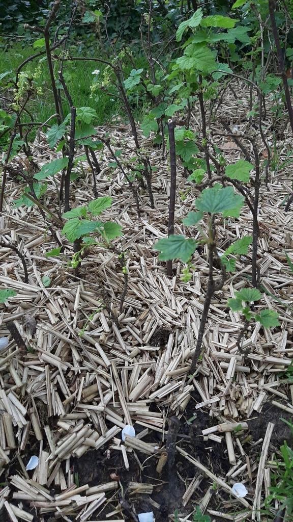 Plant de groseillier rouge, Enlèvement