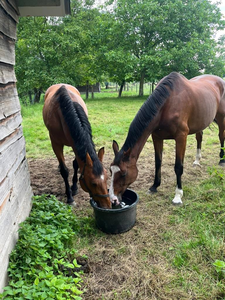 Mooie grote fokmerrie te koop, Dieren en Toebehoren