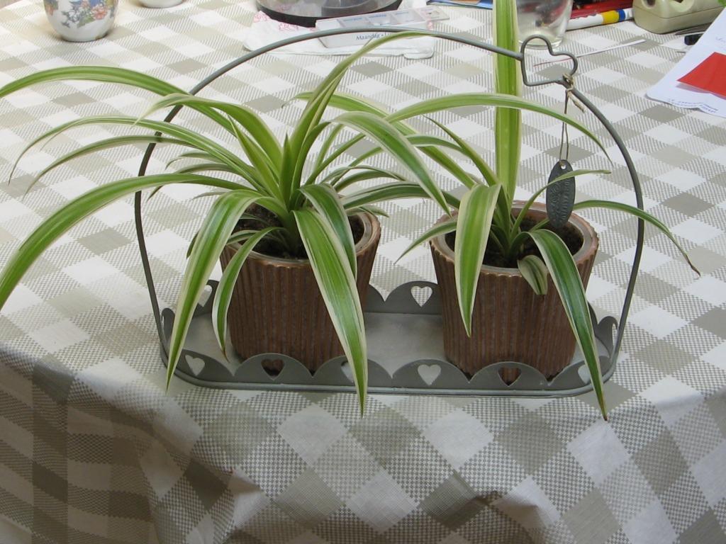 Graslelie - Chloropytum Cormosum - Spinnenplant, Huis en Inrichting, Kamerplanten, Ophalen, Overige soorten, Halfschaduw, In pot